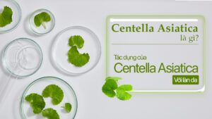 Centella Asiatica (Rau má): Chiết xuất tự nhiên phục hồi và làm dịu da vượt trội
